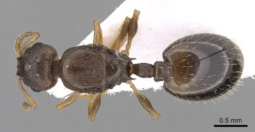 Temnothorax crassispinus - CASENT0906042