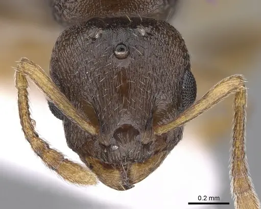 Temnothorax crassispinus - CASENT0906042