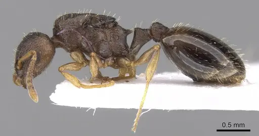 Temnothorax crassispinus - CASENT0906042