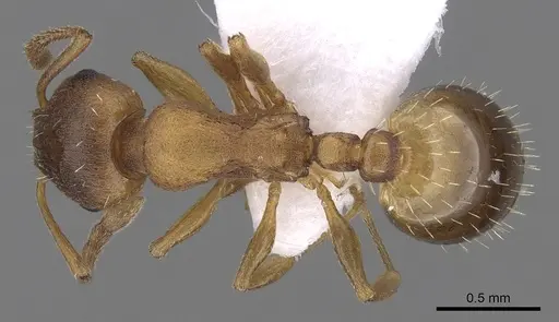 Temnothorax crassispinus - CASENT0906047