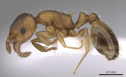 Temnothorax crassispinus - CASENT0906047