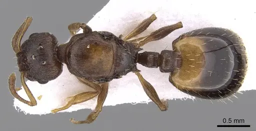 Temnothorax crassispinus - CASENT0906048