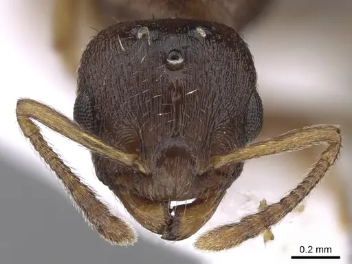 Temnothorax crassispinus - CASENT0906048