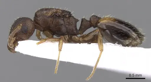 Temnothorax crassispinus - CASENT0906048