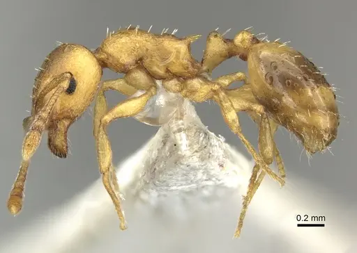 Temnothorax crassispinus - CASENT0906701