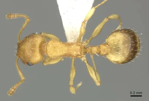 Temnothorax crassispinus - CASENT0906702