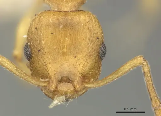 Temnothorax crassispinus - CASENT0906702