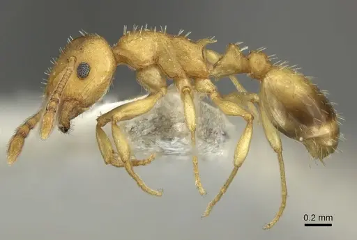 Temnothorax crassispinus - CASENT0906702