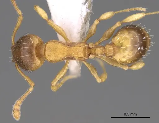 Temnothorax crassispinus - CASENT0914700