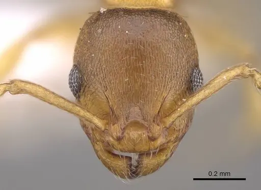 Temnothorax crassispinus - CASENT0914700