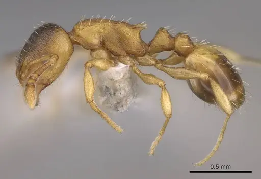 Temnothorax crassispinus - CASENT0914700