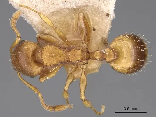 Temnothorax crassispinus - CASENT0914703