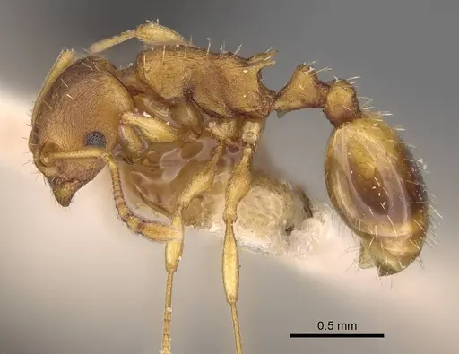 Temnothorax crassispinus - CASENT0914703