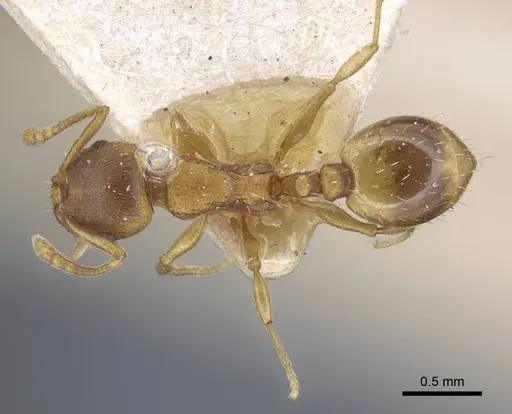 Temnothorax crassispinus - CASENT0917039