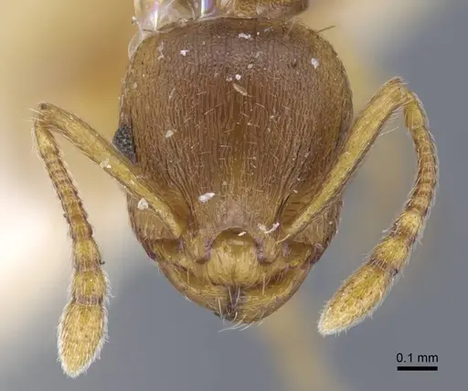 Temnothorax crassispinus - CASENT0917039