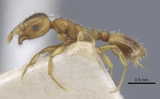 Temnothorax crassispinus - CASENT0917039