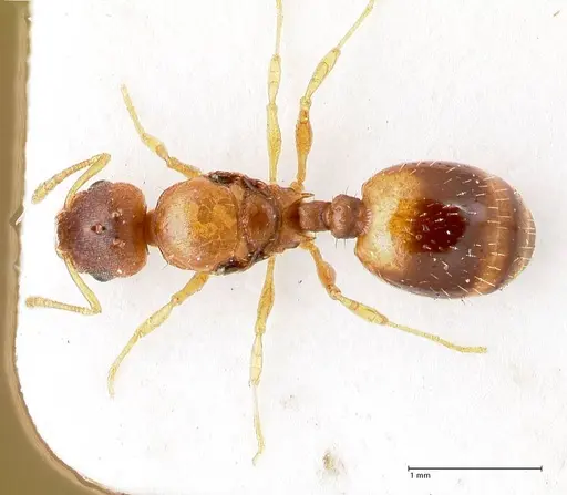 Temnothorax crassispinus - FOCOL0740