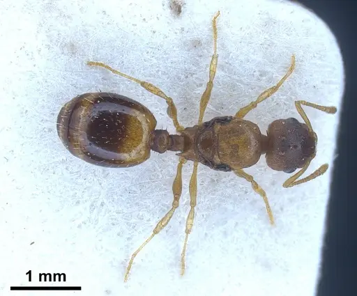 Temnothorax crassispinus - FOCOL0740