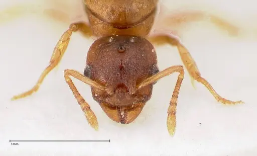 Temnothorax crassispinus - FOCOL0740