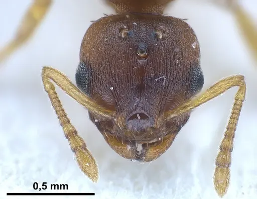 Temnothorax crassispinus - FOCOL0740