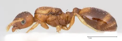 Temnothorax crassispinus - FOCOL0740