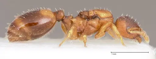 Temnothorax crassispinus - FOCOL0740