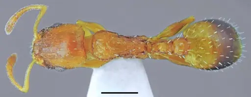 Temnothorax crassistriatus specimen