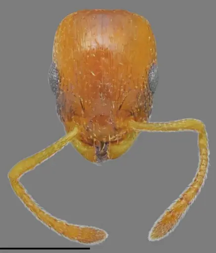Temnothorax crassistriatus specimen