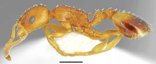 Temnothorax crassistriatus specimen