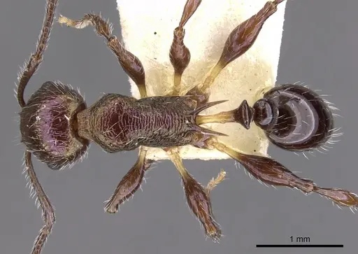 Temnothorax creightoni specimen