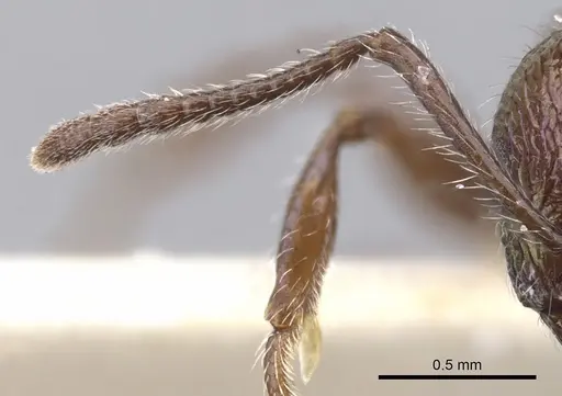 Temnothorax creightoni specimen