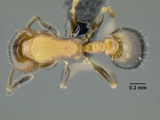 Temnothorax creolus specimen