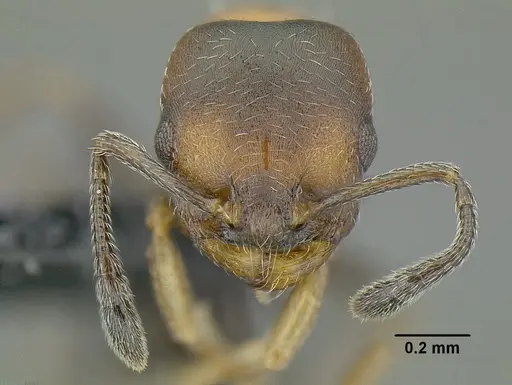 Temnothorax creolus specimen