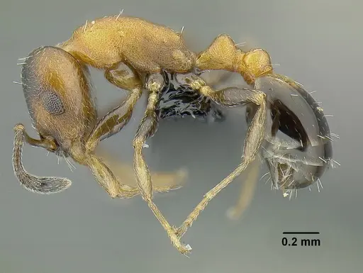 Temnothorax creolus specimen