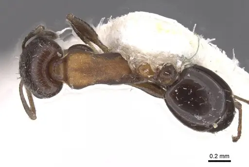 Temnothorax creolus - CASENT0912921