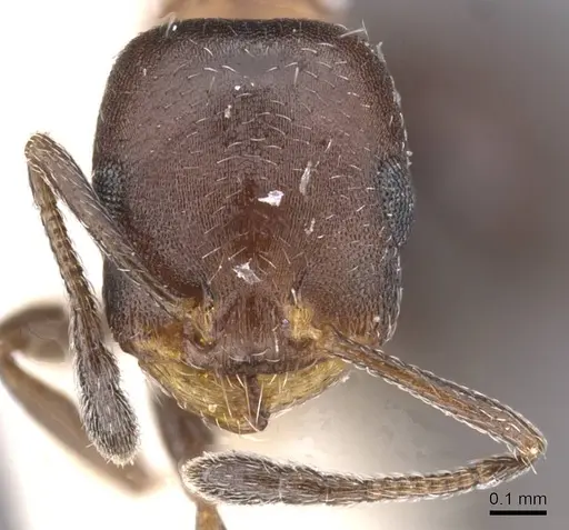 Temnothorax creolus - CASENT0912921