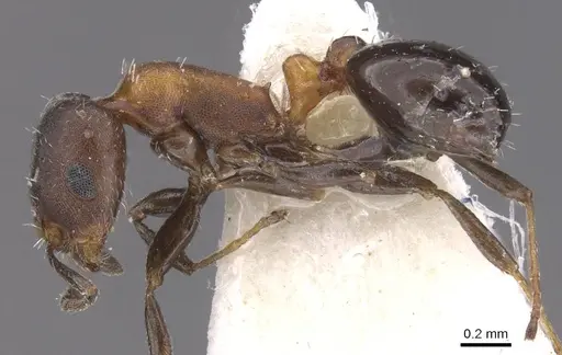 Temnothorax creolus - CASENT0912921