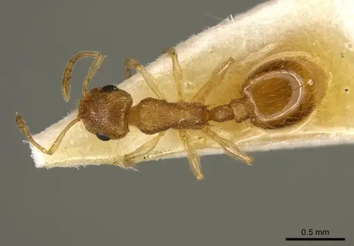 Temnothorax crepuscularis specimen