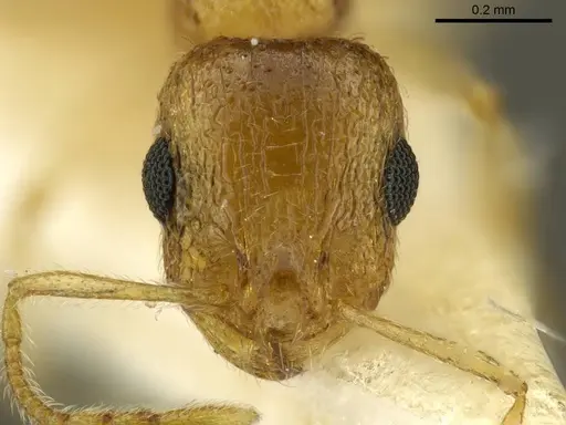 Temnothorax crepuscularis specimen