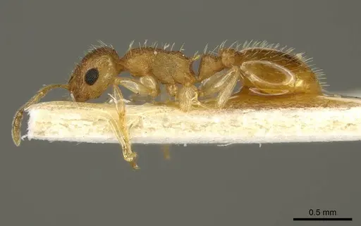 Temnothorax crepuscularis specimen