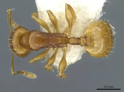 Temnothorax cristinae specimen