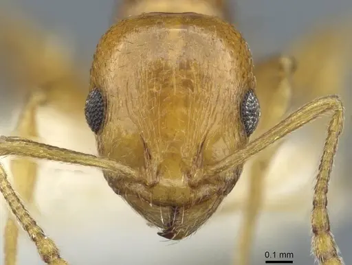 Temnothorax cristinae specimen