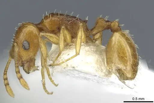 Temnothorax cristinae specimen