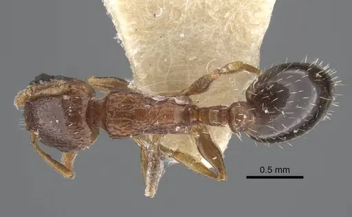 Temnothorax cuneinodis specimen