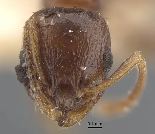 Temnothorax cuneinodis specimen