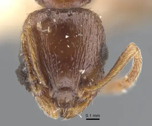 Temnothorax cuneinodis specimen
