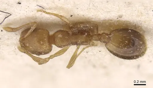 Temnothorax curtulus specimen