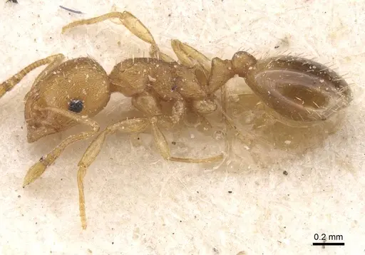 Temnothorax curtulus specimen