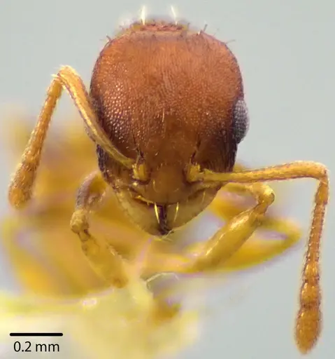 Temnothorax curvispinosus specimen