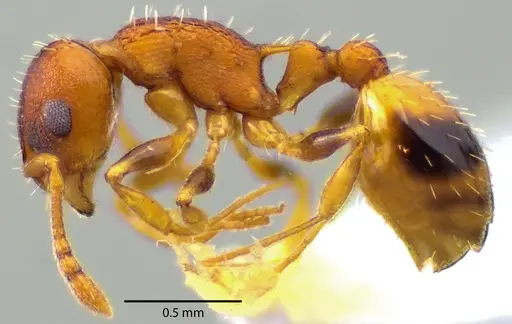 Temnothorax curvispinosus specimen